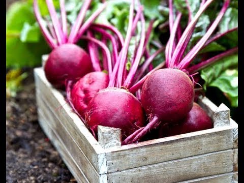 Episode 249 - This Super Veggie Has Countless Health Benefits