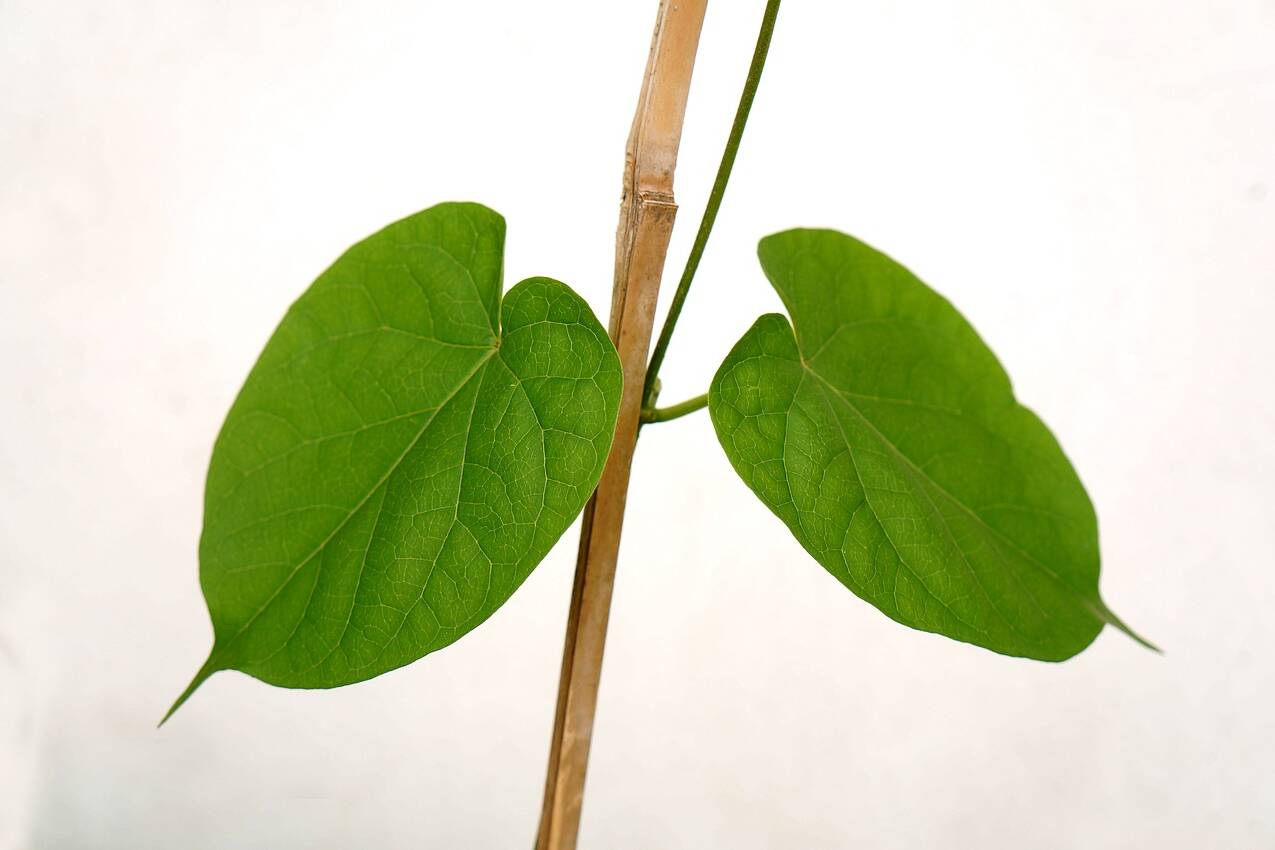 green-leaf