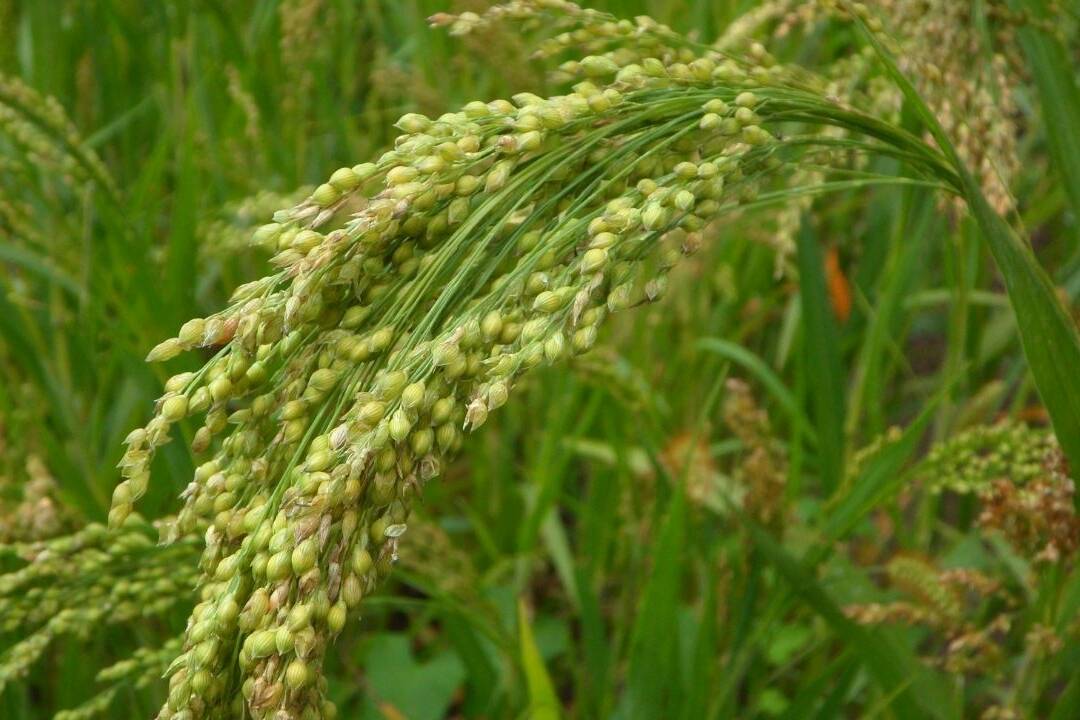 Manna millets