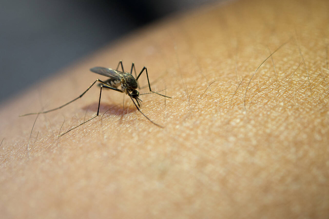 Want to Protect Yourself From Mosquito Menace? Here Are Easy Life Hacks to Follow