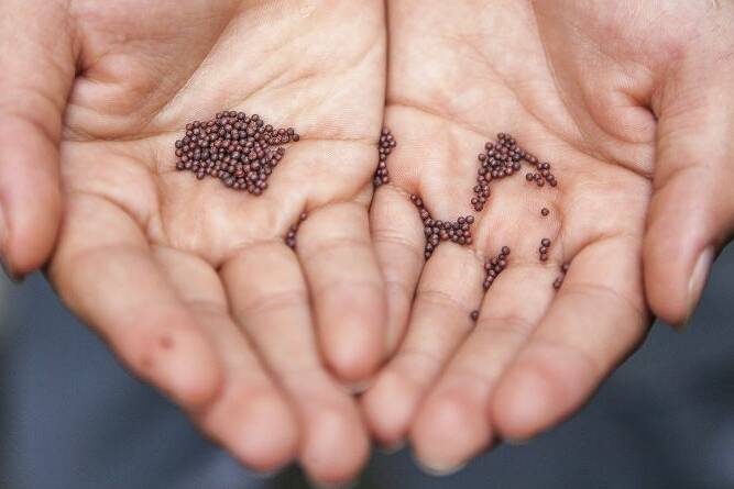 mustard seeds benefits