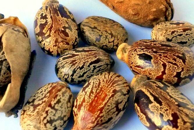castor oil benefits skin hair gut