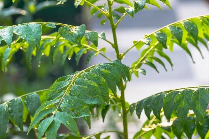 curry leaves magic herb benefits