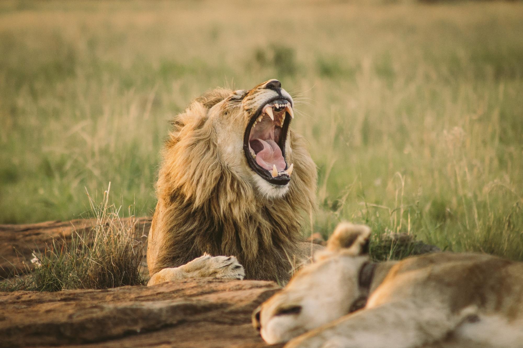 Lessons From the Wild and the Animal Kingdom We Can All Learn