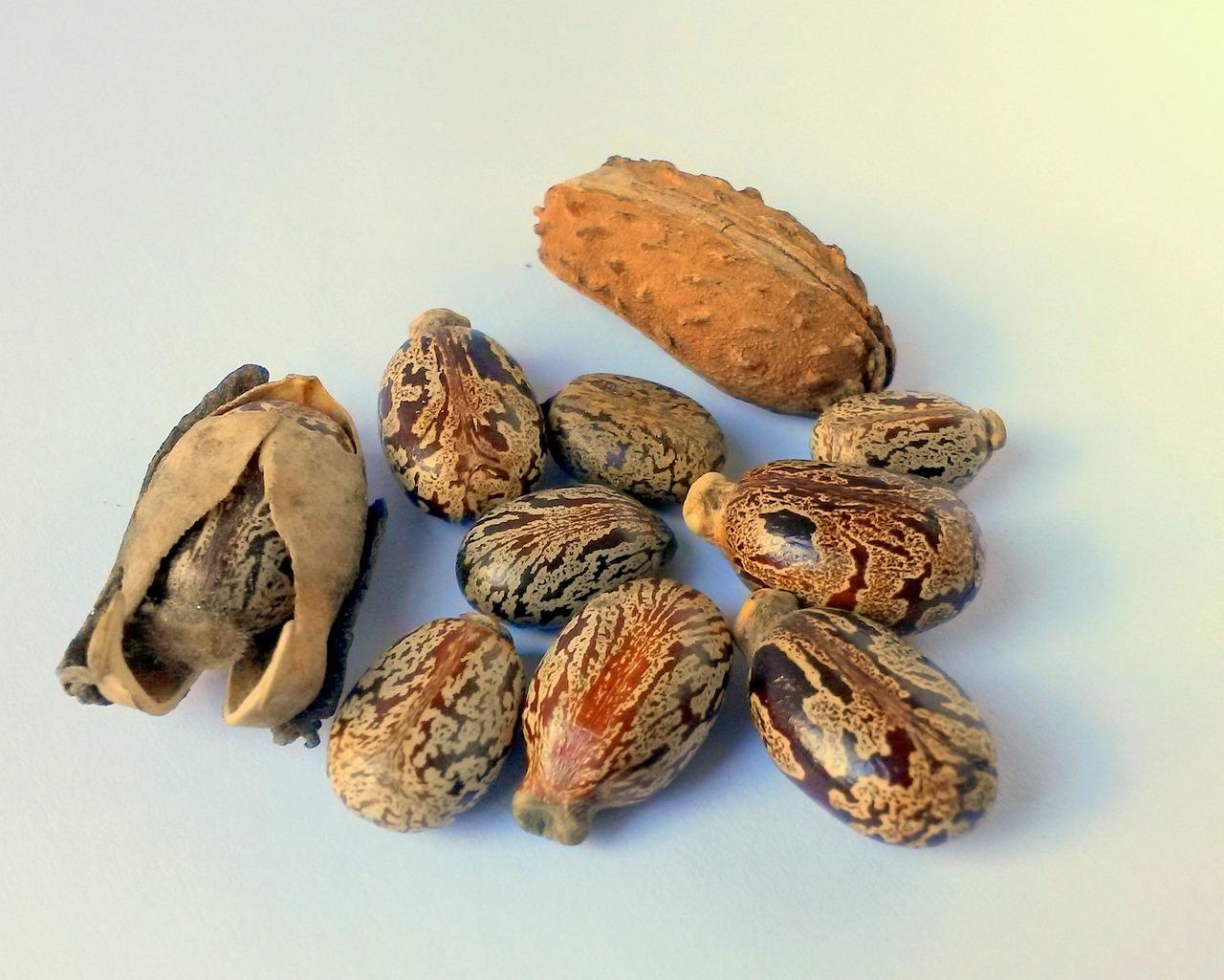 How to Use Castor Oil in the Belly Button: Benefits for Digestion, Skin, and Pain Relief The Navel Hack: Why Should You Massage Castor Oil on Your Belly Button?