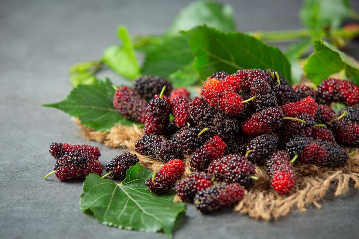 Think Blueberries Are the Best? Meet 8 Local Blueberry Alternatives That Are Just as Powerful!