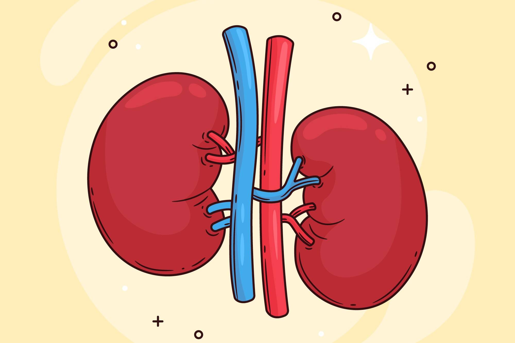 Kidney care habits for daily wellness