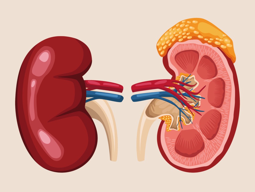 kidney care