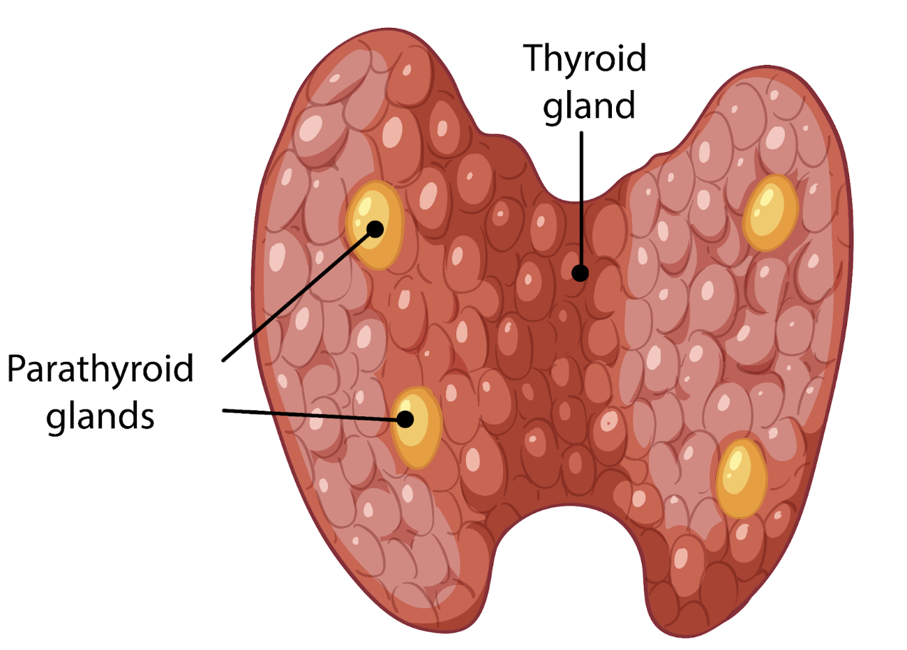 Parathyroid Hormone Function Explained: How It Impacts Bone Density and Calcium Levels