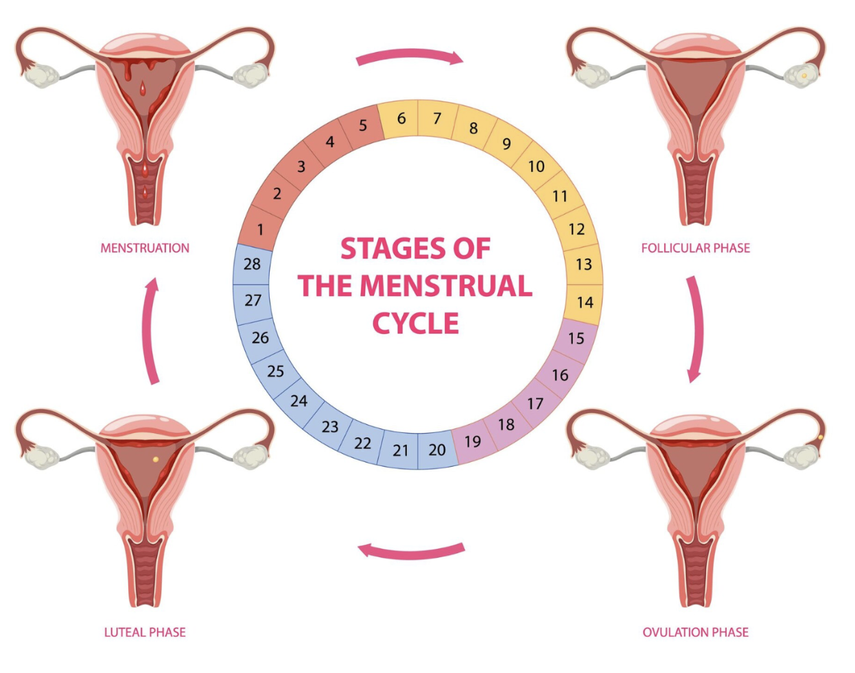 The Truth About Exercise During Periods: How to Move With (Not Against) Your Cycle