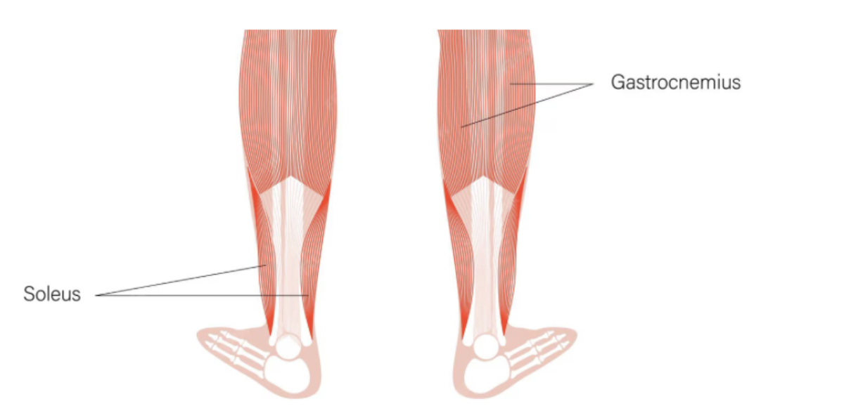 The Soleus Push Up: A Seated Blood Sugar Hack Backed by Science