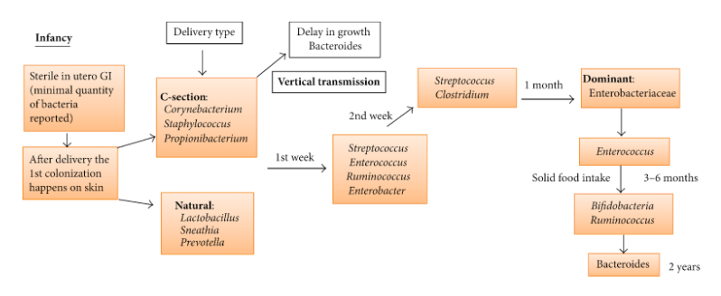 gut health improvement 